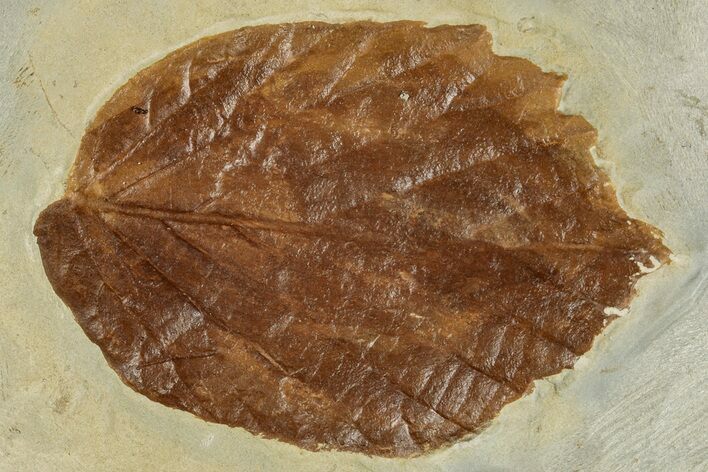Fossil Leaf (Beringiaphyllum) - Montana #262354